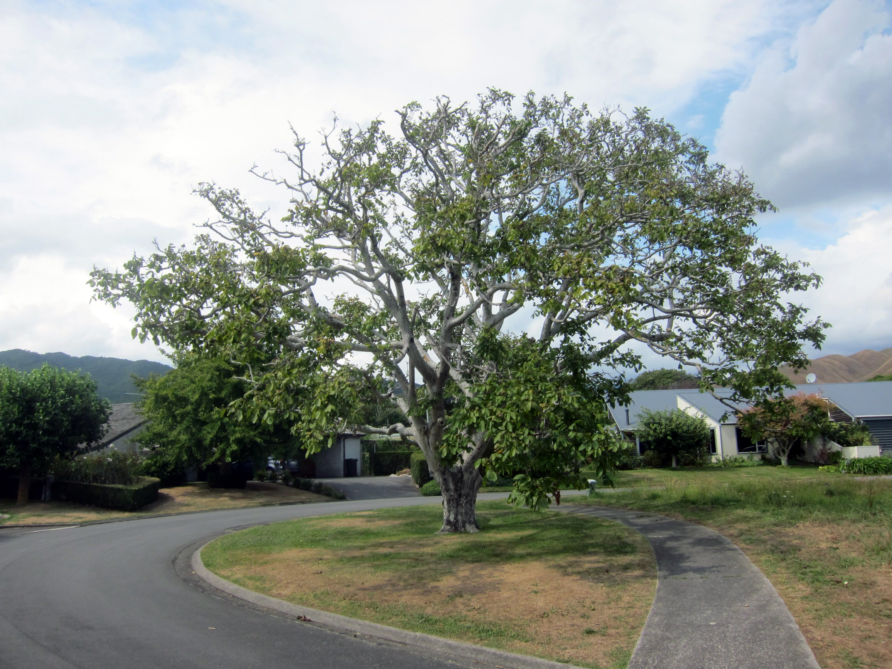 a few heritage trees in Waikanae | Waikanae Watch