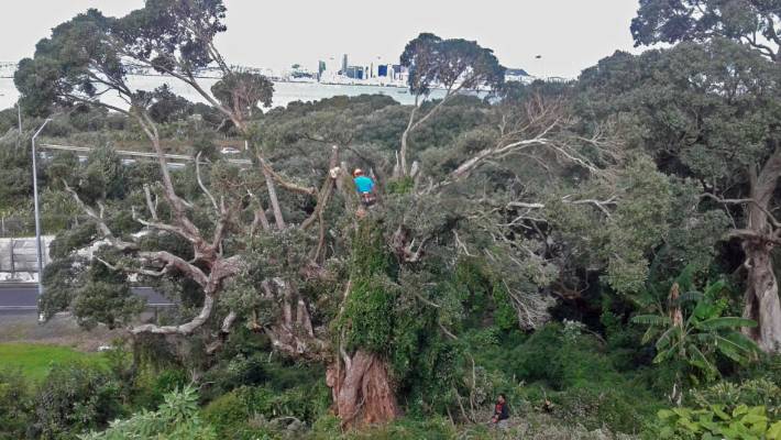 Hacking At Tree an Auckland property owner is fined for hacking a protected tree ...