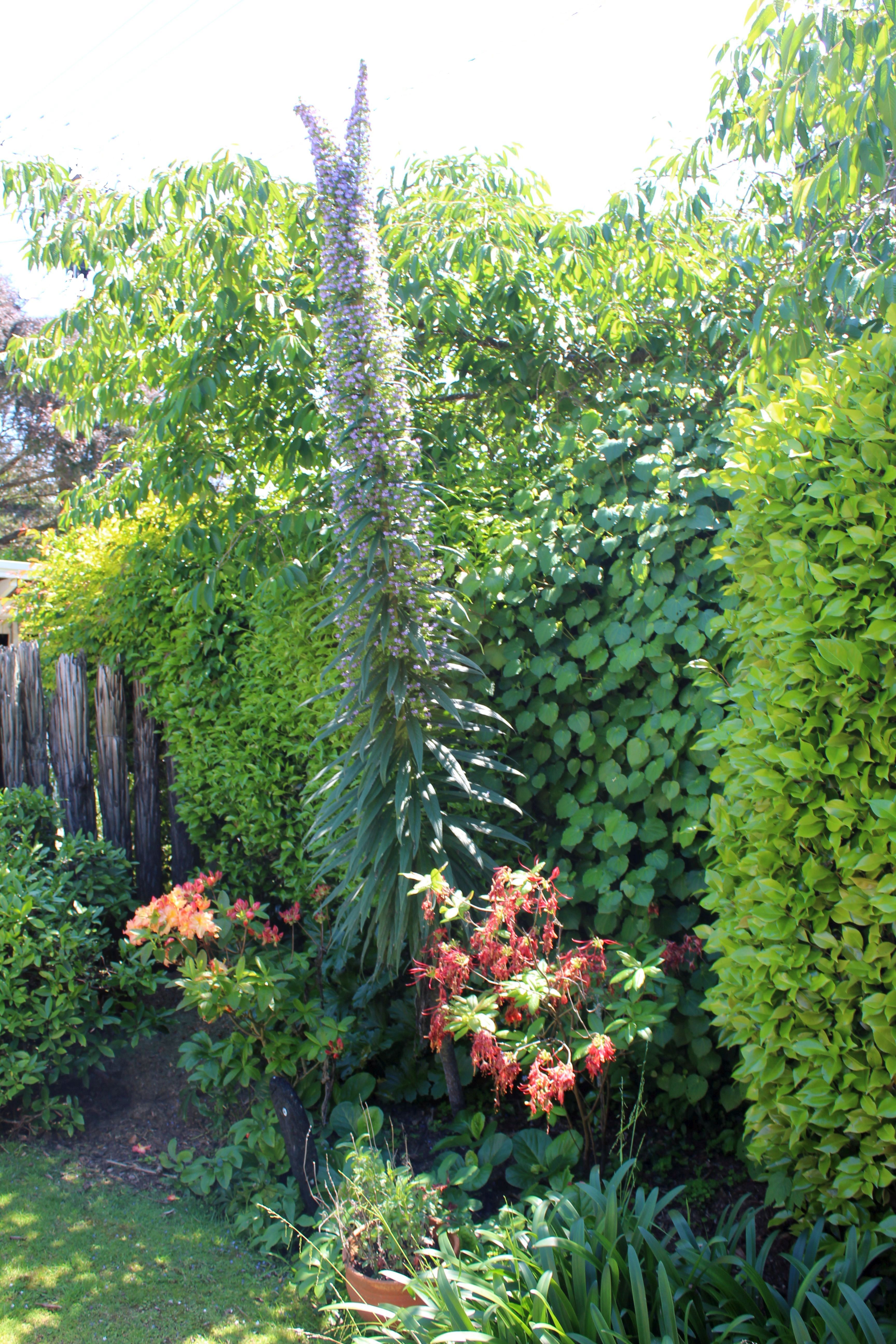 impressive lupin | Waikanae Watch