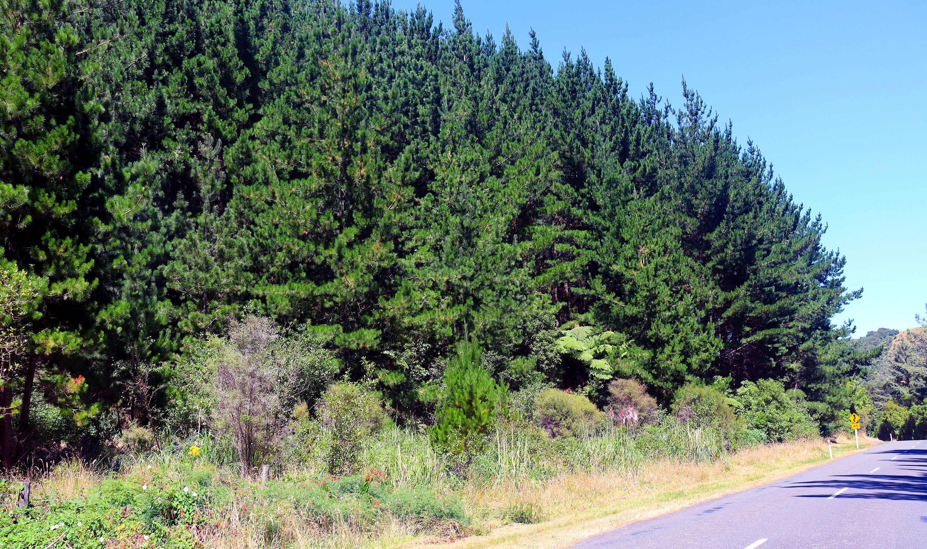 Reui Tree pine trees and petroleum | Waikanae Watch