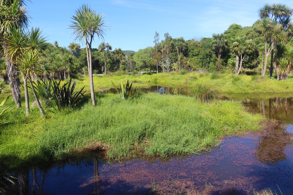 wetland on the south river bank | Waikanae Watch
