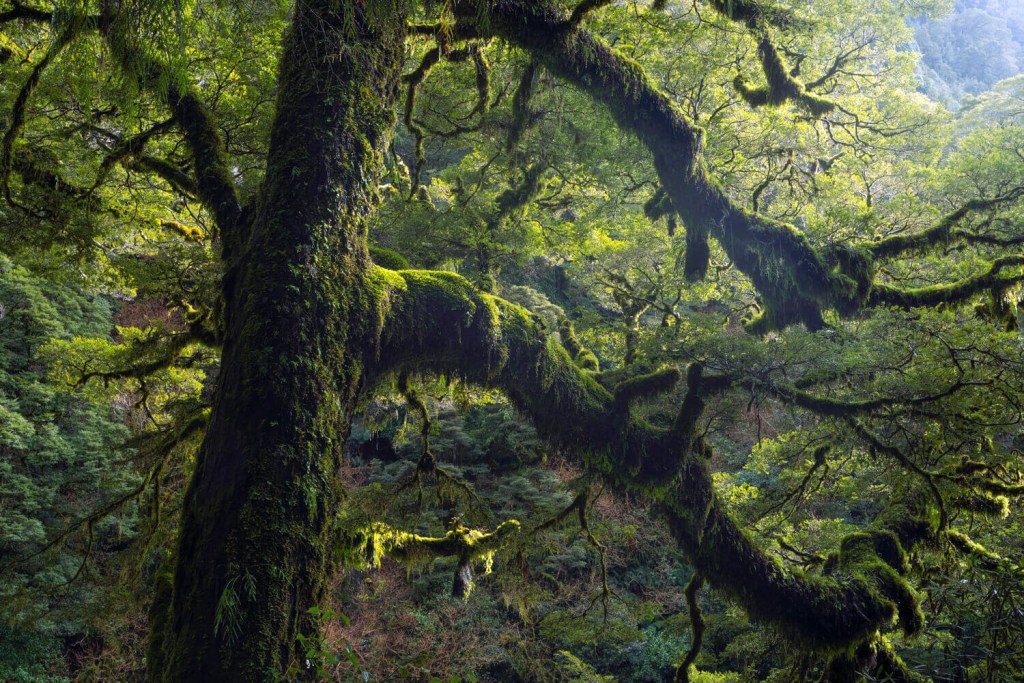 more than just a tree | Waikanae Watch